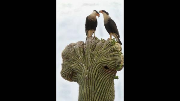 在亚利桑那州，鸟类在突变的仙人掌上休息，这是一个罕见的镜头“令人震惊的”