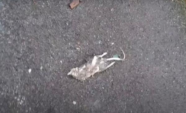 分享实测“非常竞游透视!专业师傅带你一起了解(确实有挂)