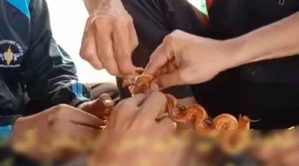 Ghotki警察吃烤眼镜王蛇