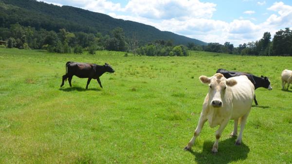 玩家必看教程“超级三加一开挂辅助透视软件!详细分享装挂步骤