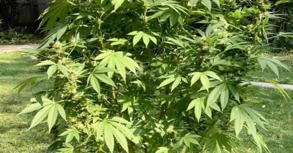 辅助神器“186棋牌有挂吗”其实确实有挂