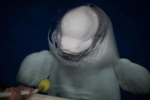 辅助神器“微乐免费房间怎么开挂 ”(详细透视教程)-知乎