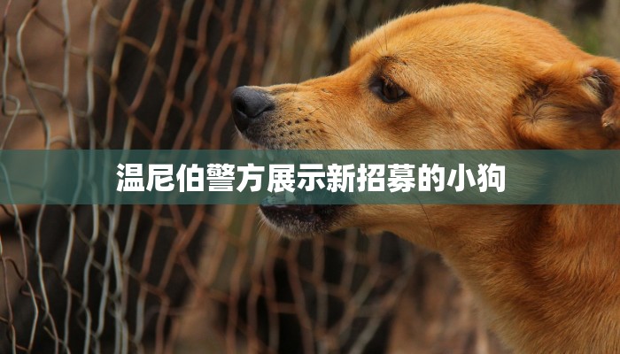 温尼伯警方展示新招募的小狗 温尼伯警方展示新招募的小狗