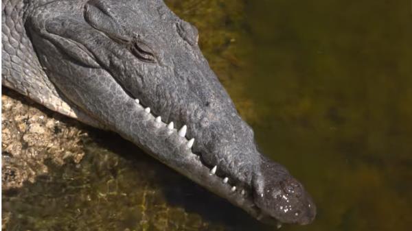 灰熊莫兰特回归，勇士加时赛超越凯尔特人