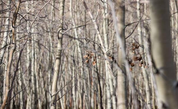 3分钟学会“永盛联盟牛牛有没有挂”(原来确实是有挂)