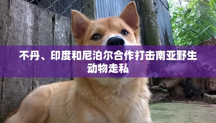 全渠道普及“新青鸟拼三张房卡”获取房卡教程 全渠道普及“新青鸟拼三张房卡”获取房卡教程