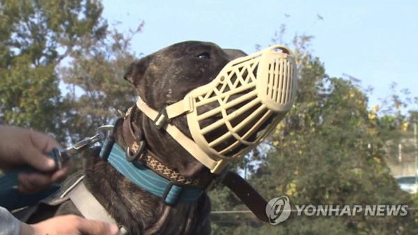 对饲养凶猛犬实施许可政策
