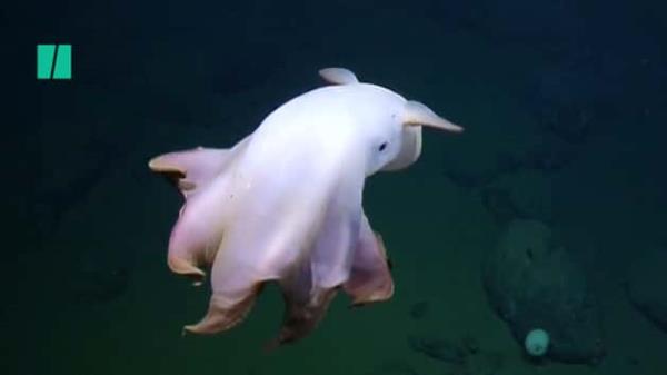 玩家辅助神器：“新蓝鲸开挂!详细分享装挂步骤