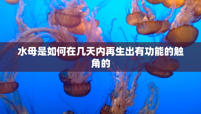 水母是如何在几天内再生出有功能的触角的