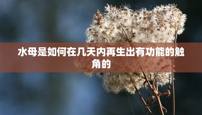 水母是如何在几天内再生出有功能的触角的 水母是如何在几天内再生出有功能的触角的