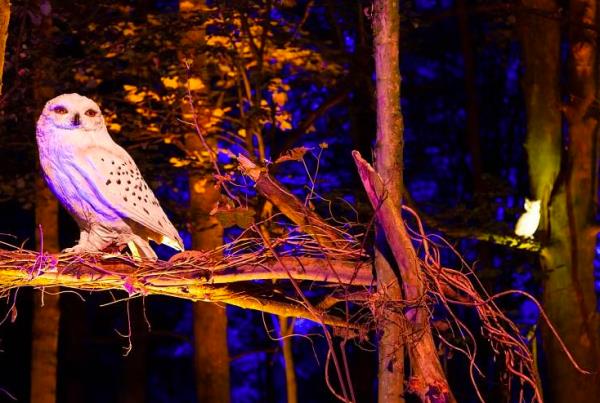 哈利波特禁林夜行将于2月在新加坡开业