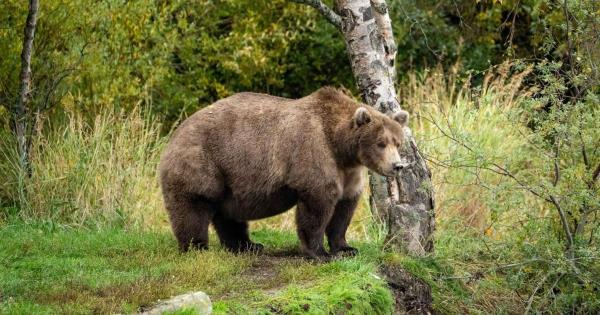 在经历了网络作弊丑闻之后，胖熊周迎来了2022年的冠军