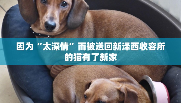 房卡攻略“金猪大厅正版微信金花房卡充值”详细房卡教程 房卡攻略“金猪大厅正版微信金花房卡充值”详细房卡教程