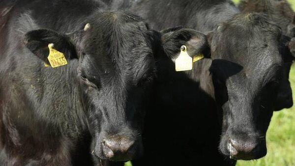 秒懂教程“新道游房卡大厅怎么买获取教程”详细步骤 秒懂教程“新道游房卡大厅怎么买获取教程”详细步骤