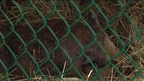 秒懂教程“新神兽积分大厅怎么买房卡”获取房卡方式