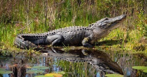 分享实测“微信炸金花如何建房间-(详细分享开挂教程) 分享实测“微信炸金花如何建房间-(详细分享开挂教程)