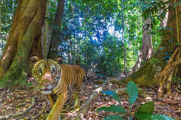 利害攸关的是：一窥马来西亚罕见的生物多样性