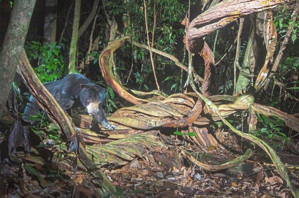 A sun bear (Helarctos malayanus) in Royal Belum State Park, Malaysia.