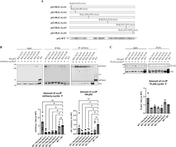 玩家知识“wepoker透视辅助插件”透视（详细用挂秘诀）