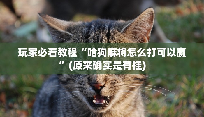 实测经验wepoker透视挂安装（有挂秘诀）