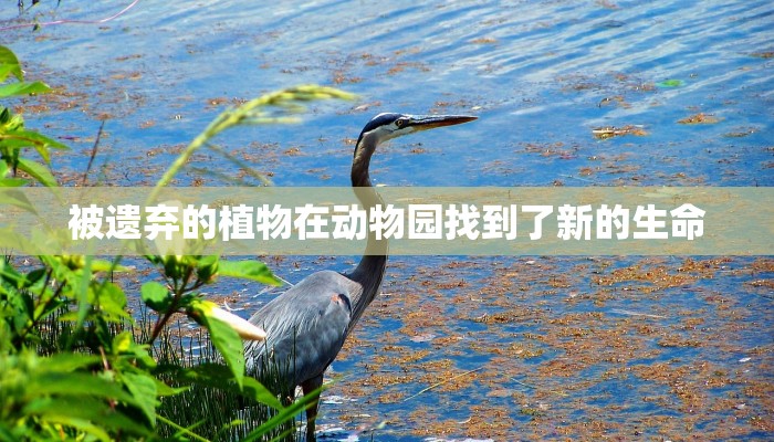 玩家必看教程“随意玩棋牌开挂神器是真的吗”(原来确实是有挂) 玩家必看教程“随意玩棋牌开挂神器是真的吗”(原来确实是有挂)