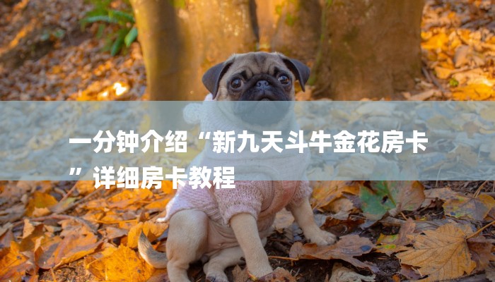 房卡攻略“乐酷大厅牛牛房卡”房卡详细使用教程