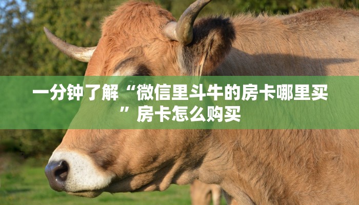 一分钟了解“微信里斗牛的房卡哪里买”房卡怎么购买